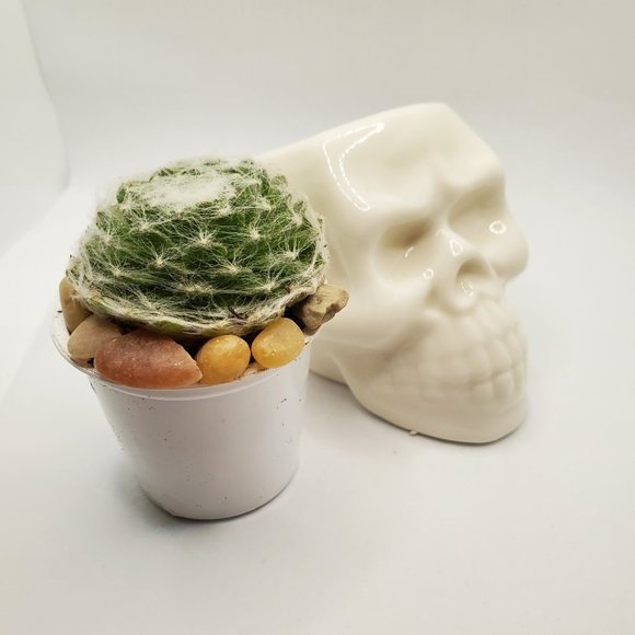 Ceramic Skull Planter Pot with Live Succulent - Picture 2 of 7